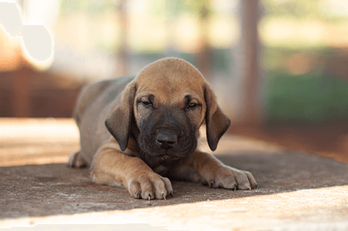 fila-femea-001 fila-femea-001