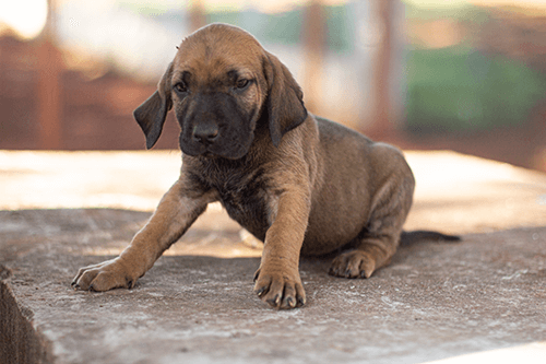 fila-femea-3 fila-femea-3