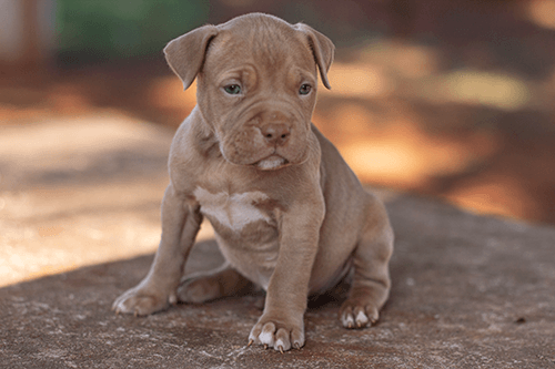 pitmonter03 pitmonter03