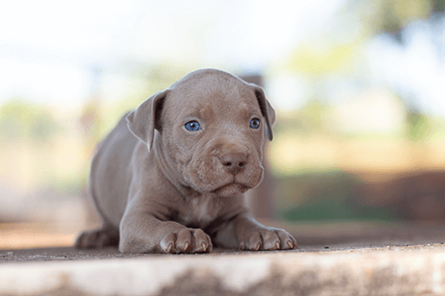 pitmonter07 pitmonter07