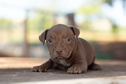 pitmonter10 pitmonter10