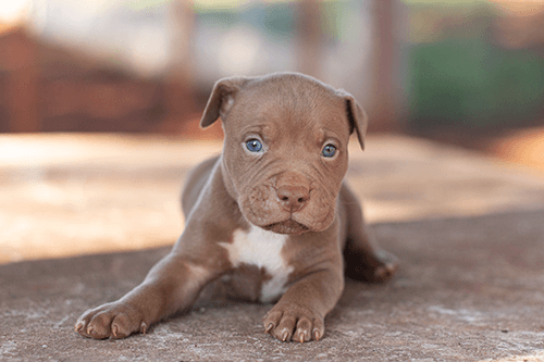 pitmonster-f002 pitmonster-f002