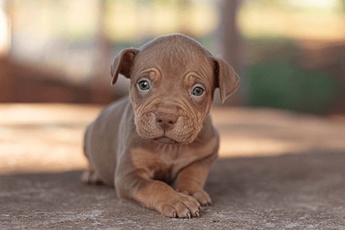 pitmonster-femea02 pitmonster-femea02